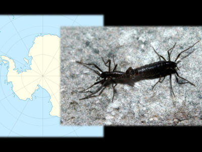 「氷属性」な生物3選