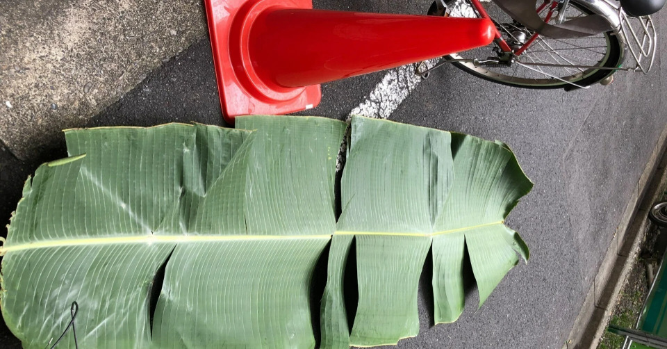 世界最大級の葉を氷漬けに！…してみようと思ったけど… – 株式会社