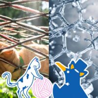 100℃以上でも、とけない氷？ニャンとも不思議な「氷の多形体」。