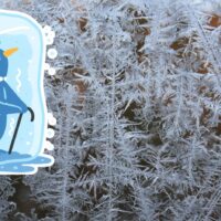 霜は氷屋の大敵?それとも味方?奥深き霜の世界を解説!【後編】