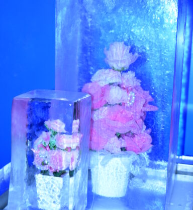 ピンクの氷中花