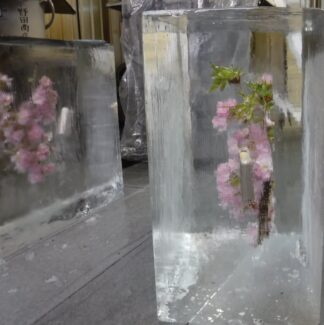 桜の氷中花